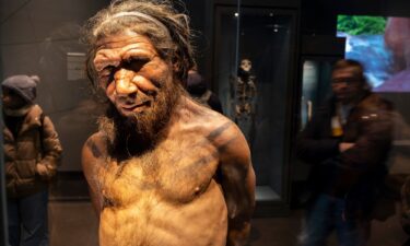 A human skull is on display with a picture of a Neanderthal man at The Museum of Natural History of Toulouse in France in October 2019.