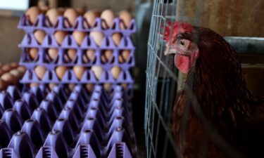 A chicken stands next to stacks of eggs at Sunrise Farms on February 18