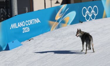 A dog – reportedly a Czechoslovakian wolfdog – wanders onto the ski trail during the women's team cross country free sprint qualification event at Tesero Cross-Country Skiing Stadium in Lago di Tesero (Val di Fiemme) on February 18.