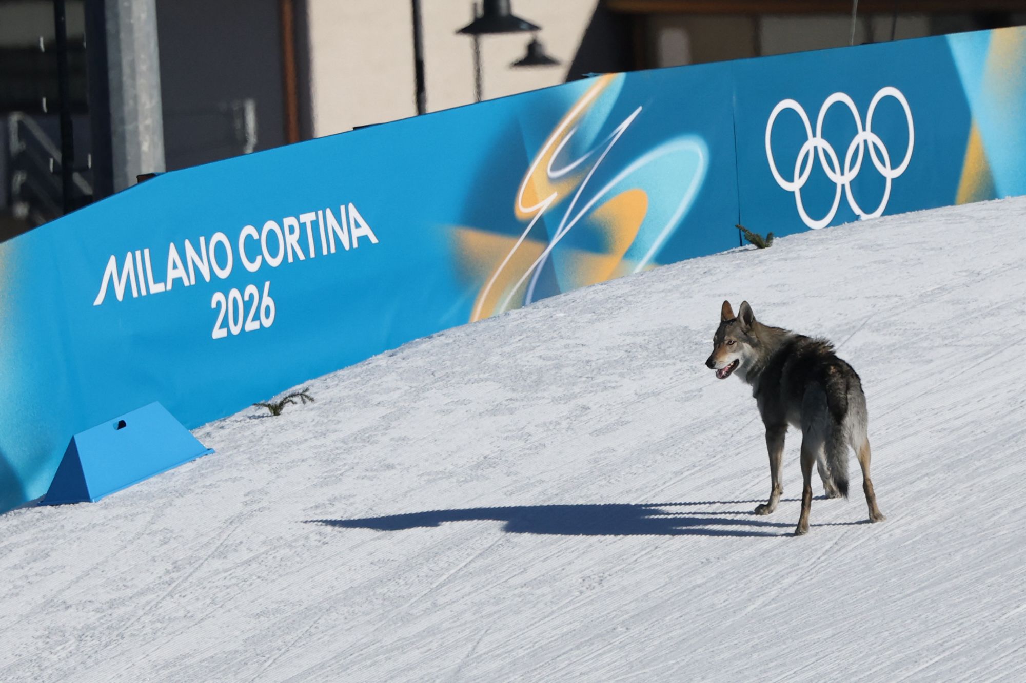 <i>Anne-Christine Poujoulat/AFP/Getty Images via CNN Newsource</i><br/>A dog – reportedly a Czechoslovakian wolfdog – wanders onto the ski trail during the women's team cross country free sprint qualification event at Tesero Cross-Country Skiing Stadium in Lago di Tesero (Val di Fiemme) on February 18.
