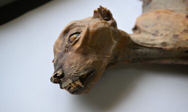 The cheetah remains in five caves were mostly intact with well-preserved soft tissue and skeletons.