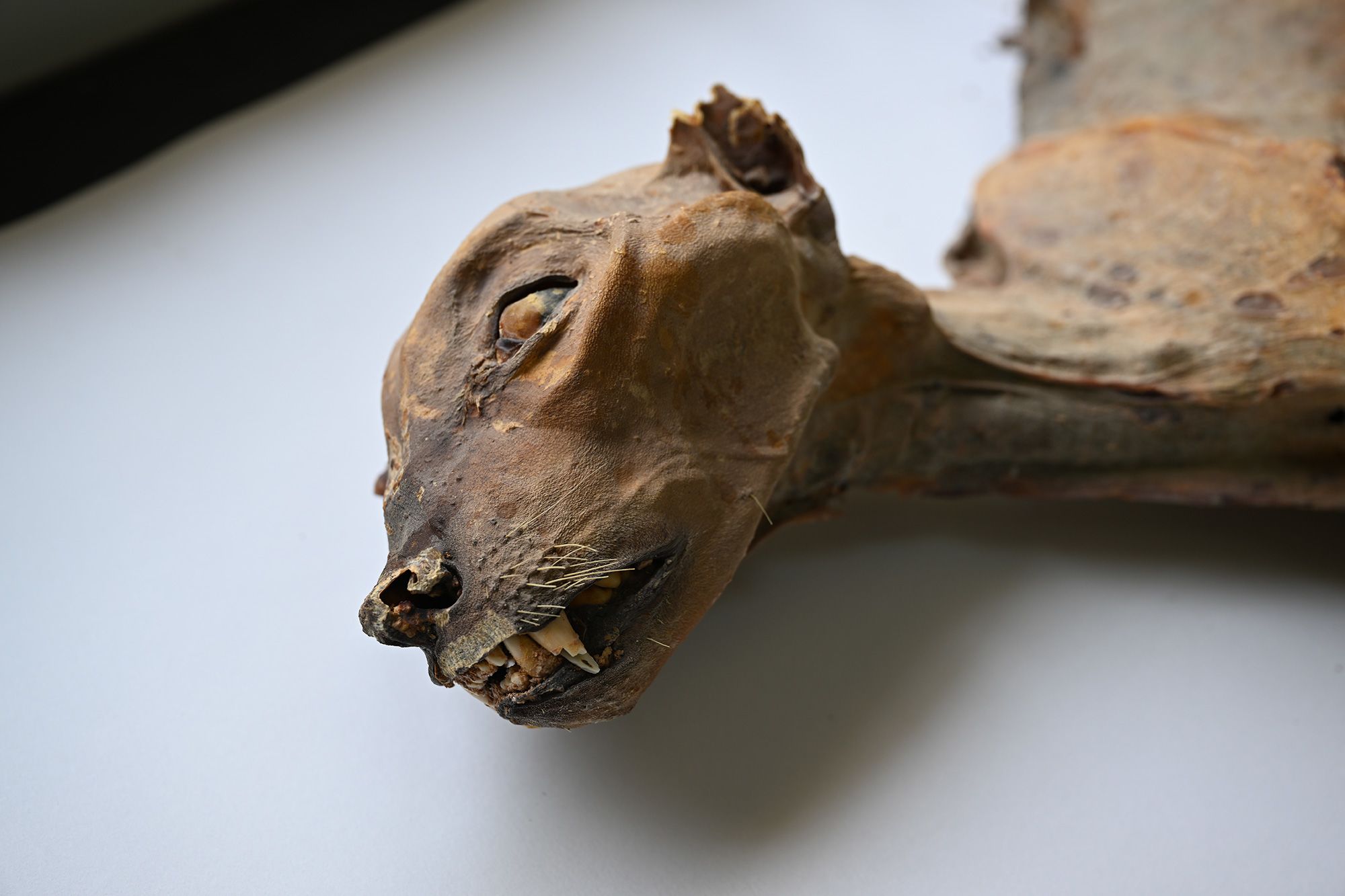 <i>National Center for Wildlife via CNN Newsource</i><br/>The cheetah remains in five caves were mostly intact with well-preserved soft tissue and skeletons.