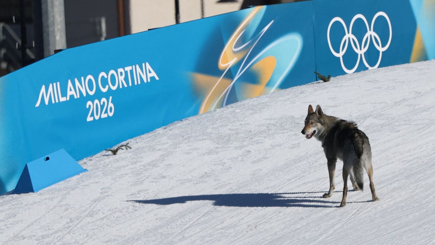 <i>NBC Olympics</i><br/>A dog runs onto the cross-country course.