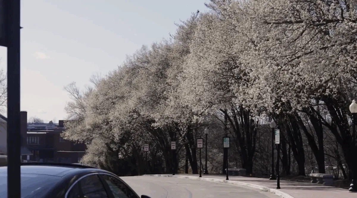 Callery (Bradford) Pear trees in Missouri
