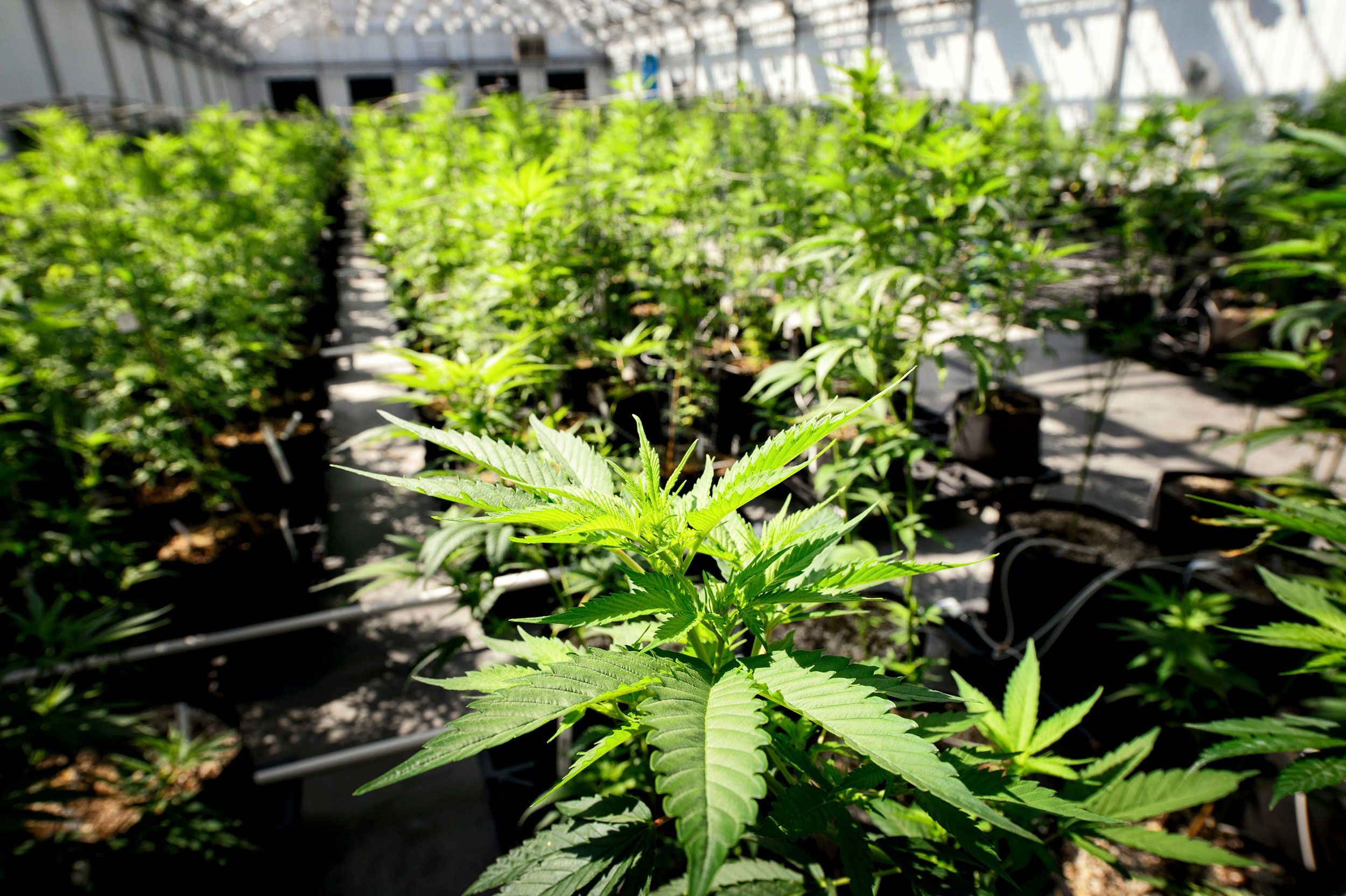 <i>Glen Stubbe/Star Tribune/AP via CNN Newsource</i><br/>Marijuana plants grow at a Minnesota Medical Solutions greenhouse in May 2015