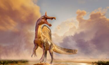 The skull cast of the newly unearthed Spinosaurus mirabilis.