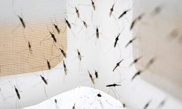 A field entomologist