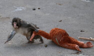 A baby Japanese macaque named Punch drags a stuffed orangutan at Ichikawa City Zoo