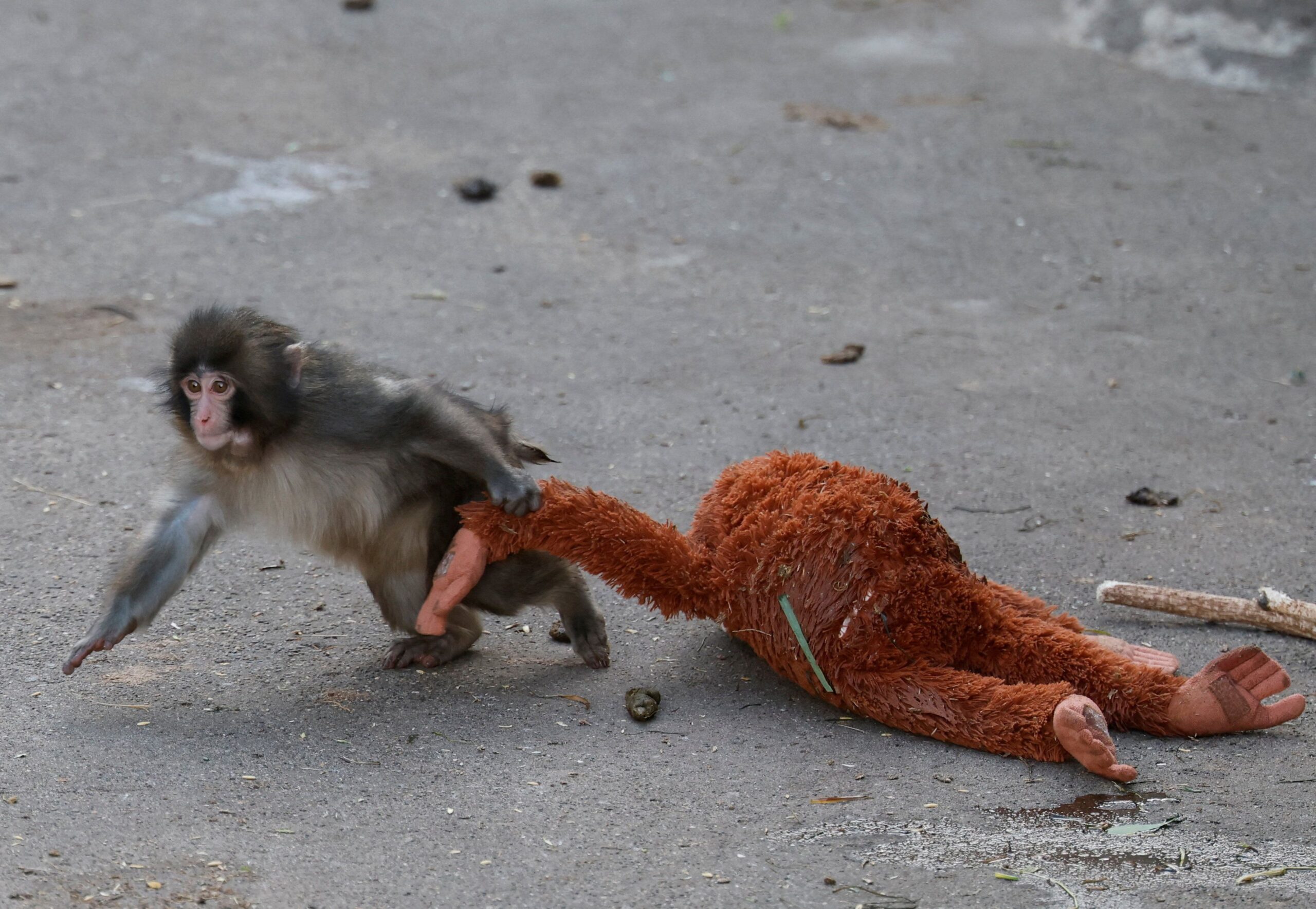 <i>Kim Kyung-Hoon/Reuters via CNN Newsource</i><br/>A baby Japanese macaque named Punch drags a stuffed orangutan at Ichikawa City Zoo