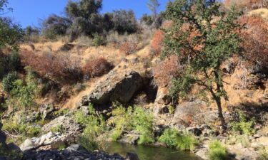 A stream in California is populated by monkeyflowers