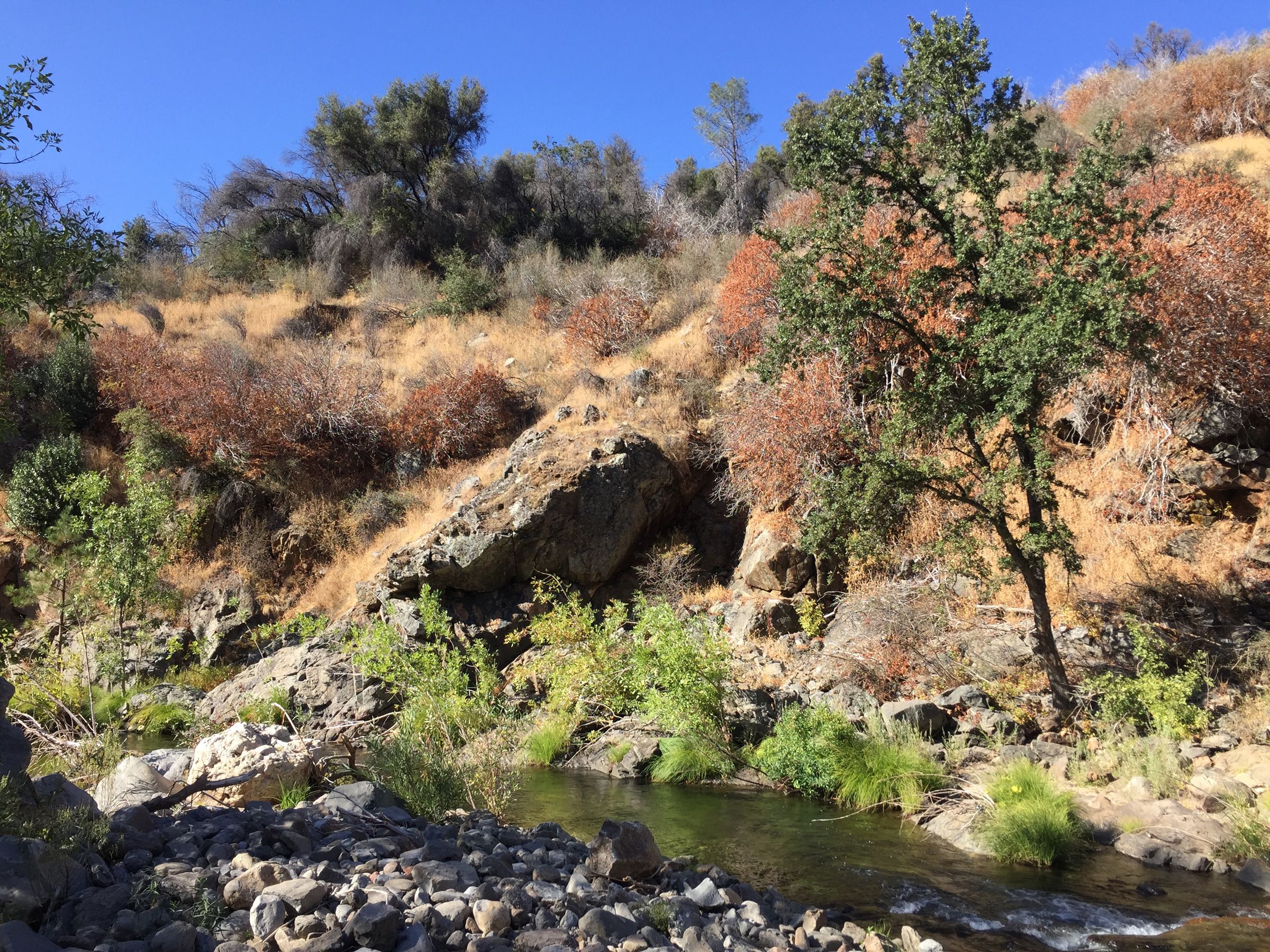 <i>Daniel Anstett via CNN Newsource</i><br/>A stream in California is populated by monkeyflowers