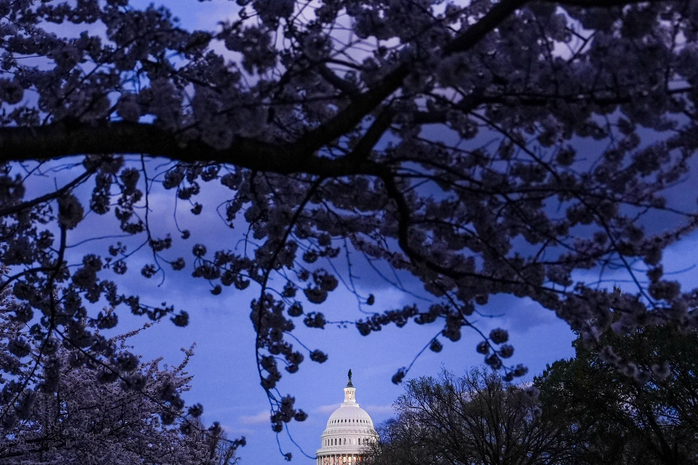 <i>Julia Demaree Nikhinson/AP via CNN Newsource</i><br/>Cherry blossoms bloom around the US Capitol on March 23.