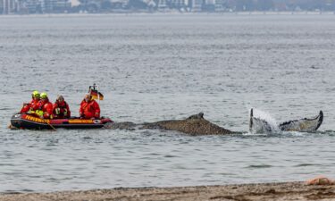 Rescures attempt to free a whale washed up on the beach on the Baltic coast near Timmendorfer Strand