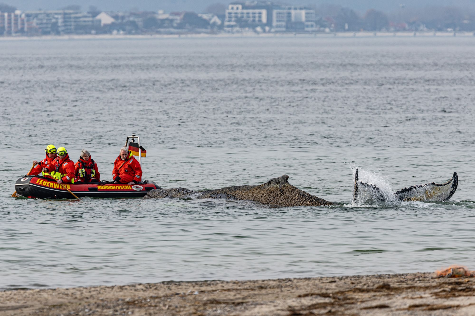 <i>Ulrich Perrey/AP via CNN Newsource</i><br/>Rescures attempt to free a whale washed up on the beach on the Baltic coast near Timmendorfer Strand