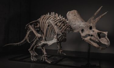 The fossil was discovered in the Lance Formation