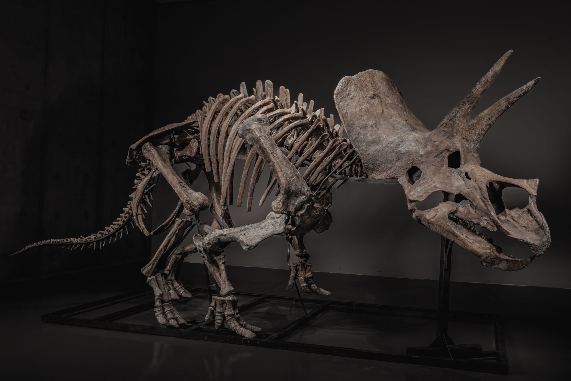 <i>Courtesy of JOOPITER via CNN Newsource</i><br/>The fossil was discovered in the Lance Formation