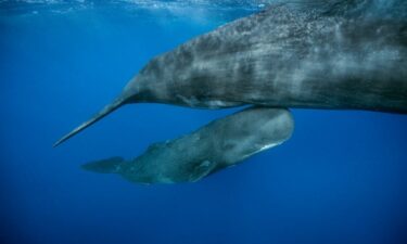 The sperm whale calf swims alongside its mother.