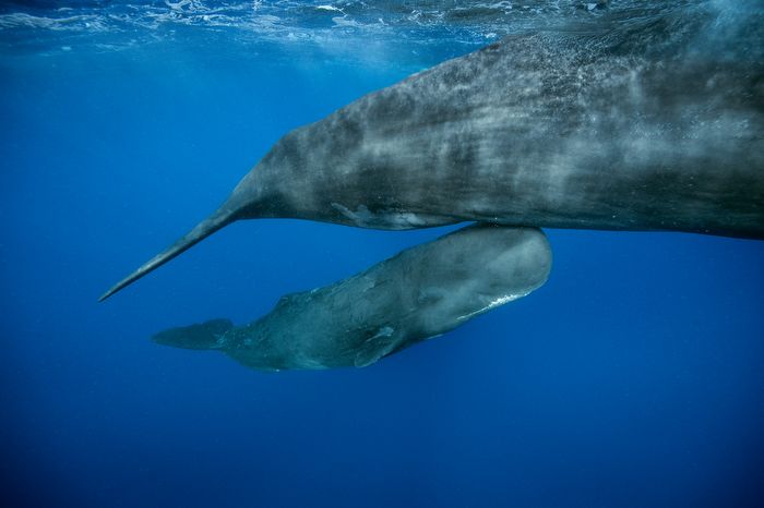 <i>Photo by Brian J. Skerry/National Geographic via CNN Newsource</i><br/>The sperm whale calf swims alongside its mother.
