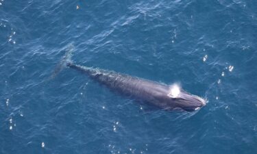 Interior Secretary Doug Burgum speaks during a Cabinet meeting at the White House on March 26. Burgum convened a meeting of the Endangered Species Committee — also known as the "God Squad" — on March 31.
