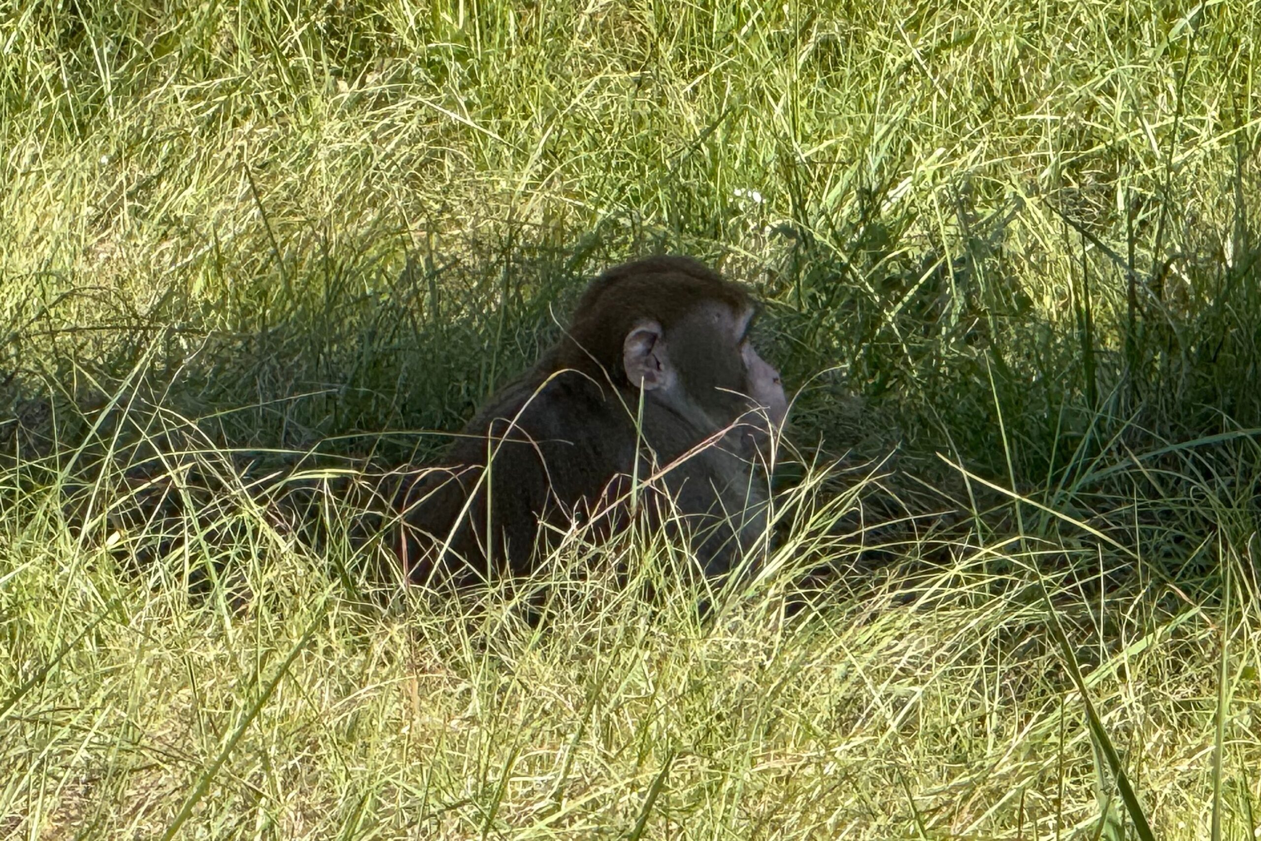 <i>Scotty Ray Boyd/AP via CNN Newsource</i><br/>A research monkey sits in the grass in Heidelberg