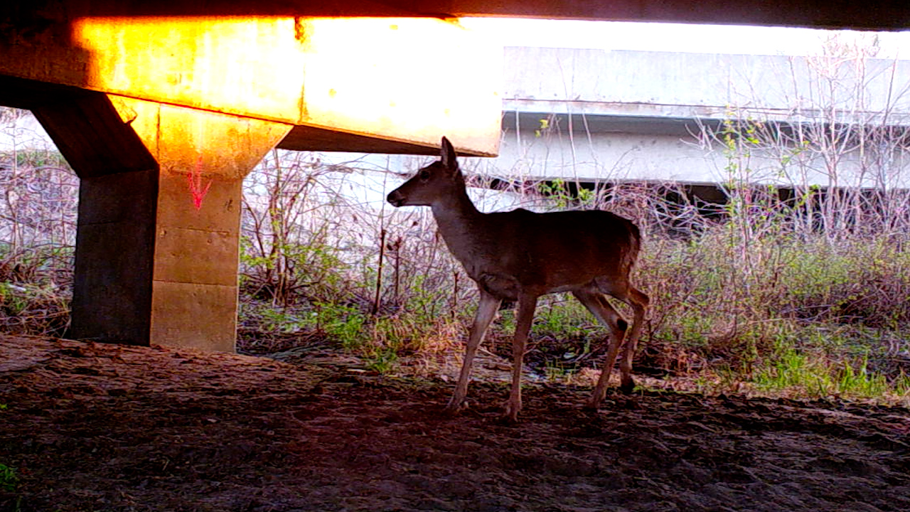 White tail deer under bridge crossing