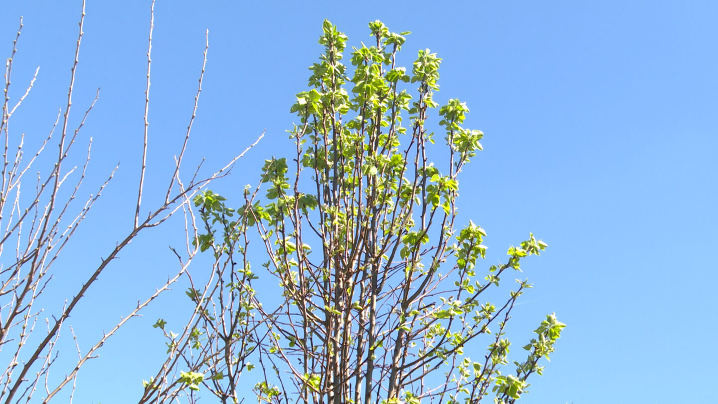 A young Callery Pear tree