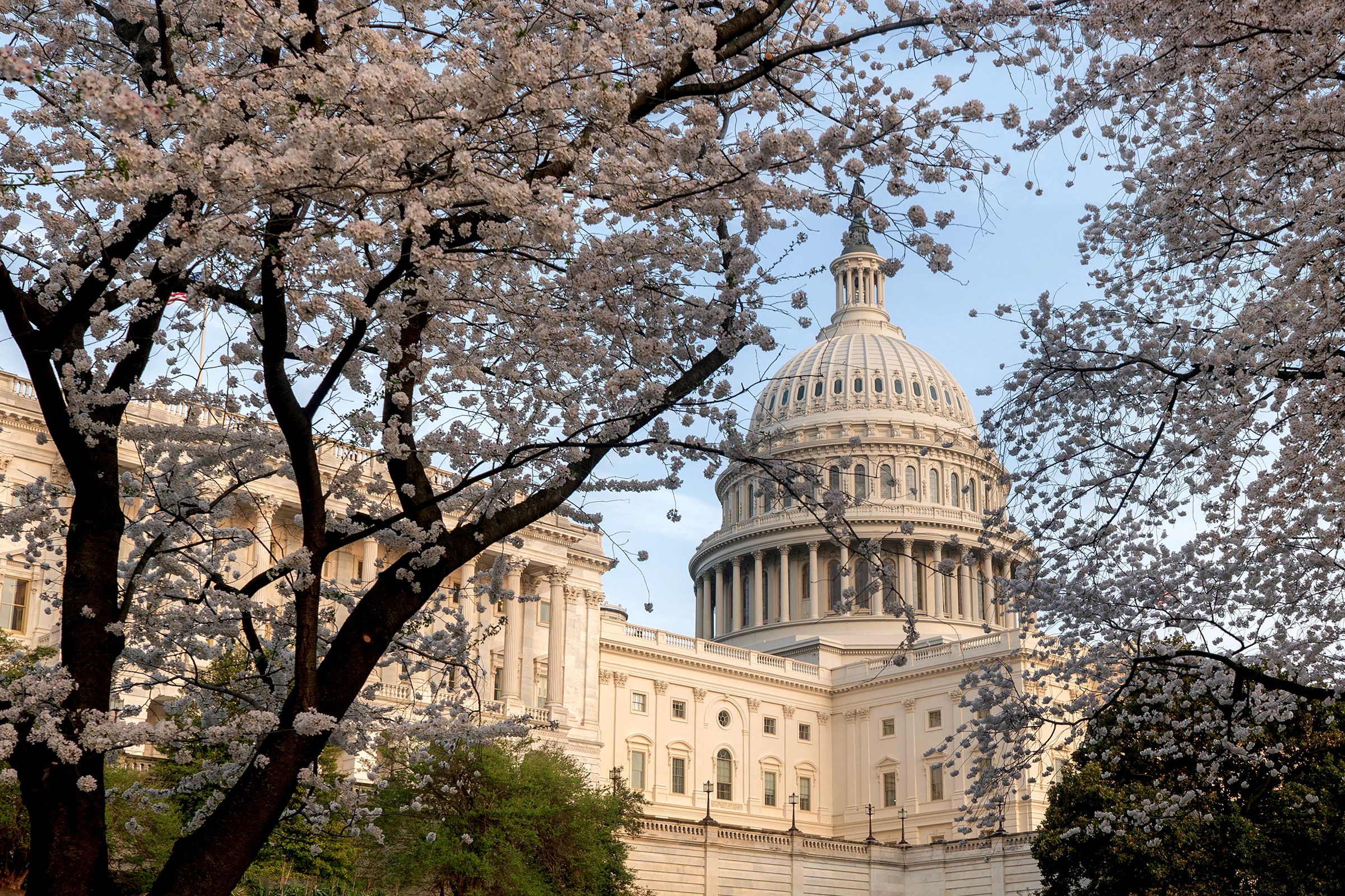 <i>Nathan Howard/Reuters via CNN Newsource</i><br/>Cherry blossoms near the US Capitol on March 26.
