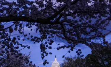 Cherry blossoms bloom around the US Capitol on March 23