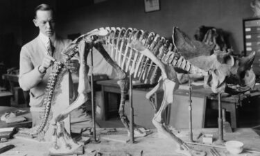 Tyrannosaurus rex teeth are preserved in a collections drawer in the Burke Museum's paleontology lab in Seattle.