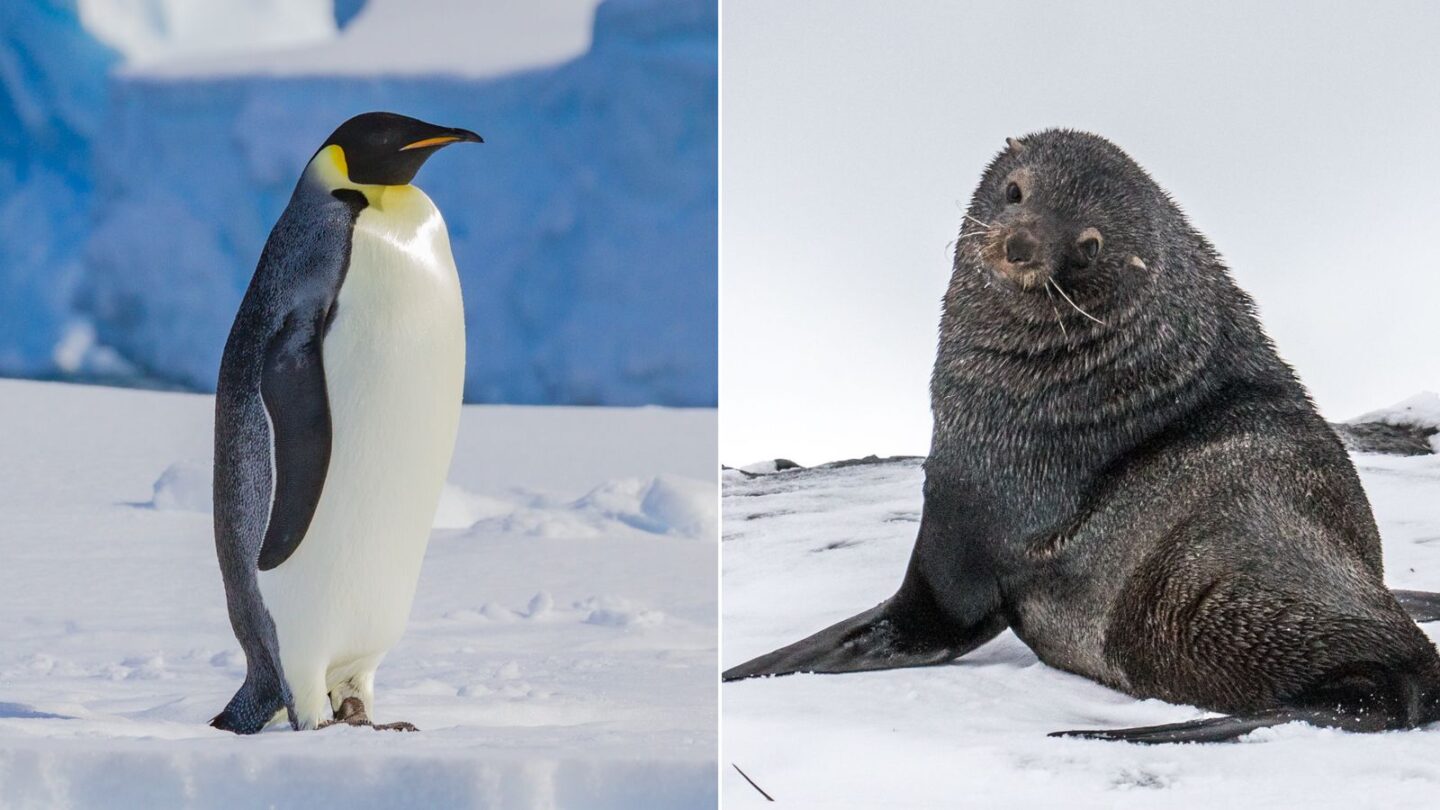 <i>Getty Images via CNN Newsource</i><br/>Emperor Penguin (left) and Antarctic Fur Seal (right). The International Union for the Conservation of Nature designated these two species as 
