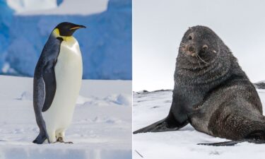 Emperor Penguin (left) and Antarctic Fur Seal (right). The International Union for the Conservation of Nature designated these two species as "endangered" today.