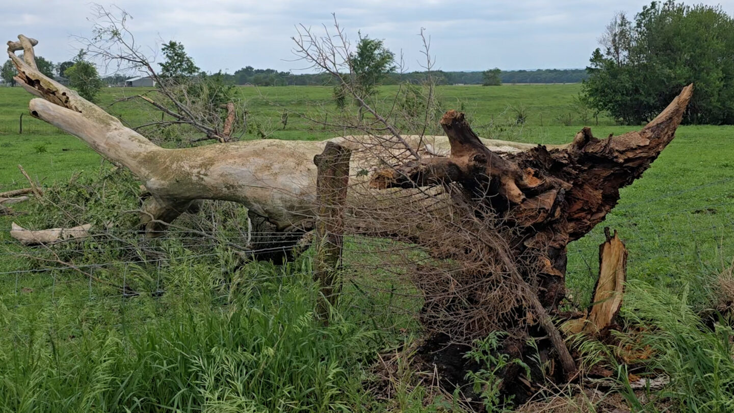 A fallen tree