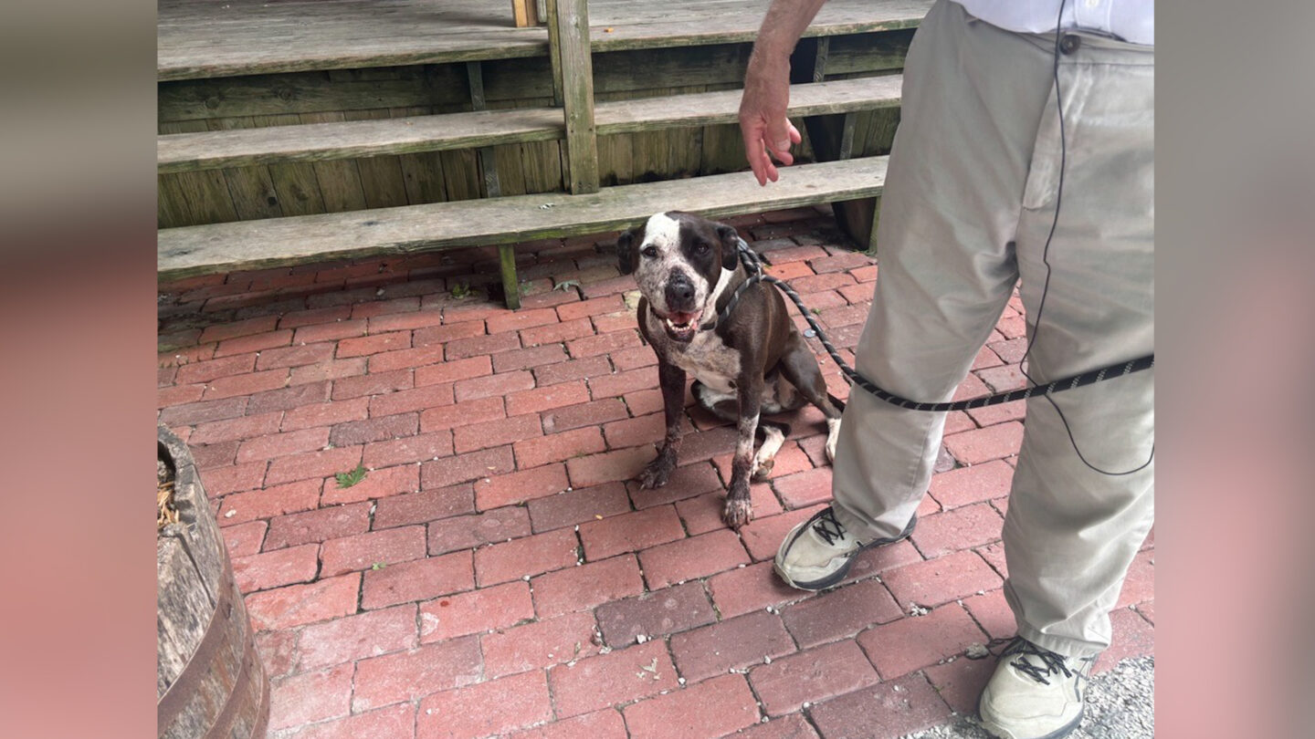 The dog was shot Wednesday night.