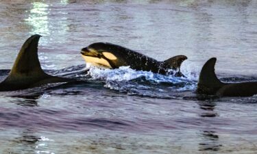 Orcas swim near whale watching boats in January 2024 off the coast of Huntington Beach