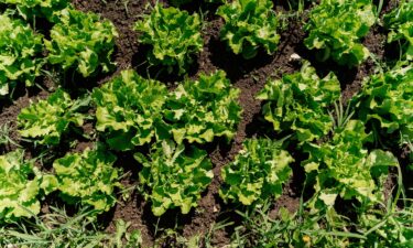 Most experts believe that water contaminated with cyclospora is the vehicle that puts the parasite on produce. But it's unclear how that water gets contaminated in the first place.