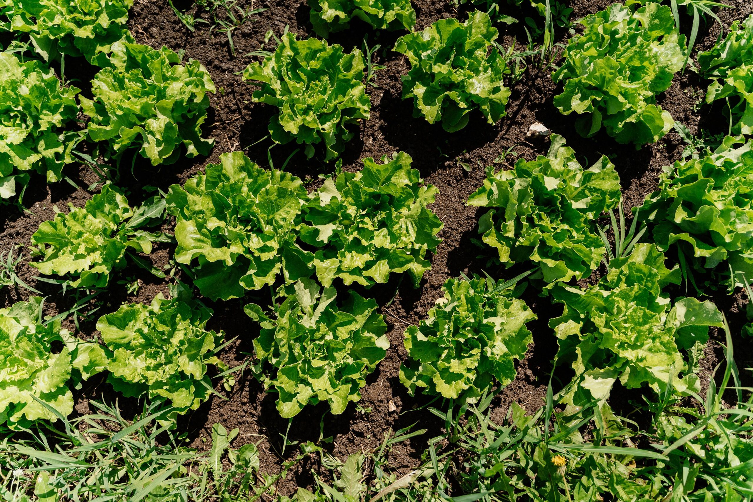 <i>Anna Mardo/Moment RF/Getty Images via CNN Newsource</i><br/>Most experts believe that water contaminated with cyclospora is the vehicle that puts the parasite on produce. But it's unclear how that water gets contaminated in the first place.