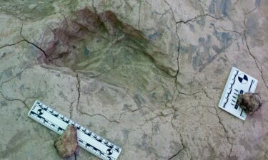 The excavated track surface displays a mix of deeper hippopotamus and antelope footprints and shallower hominin tracks.