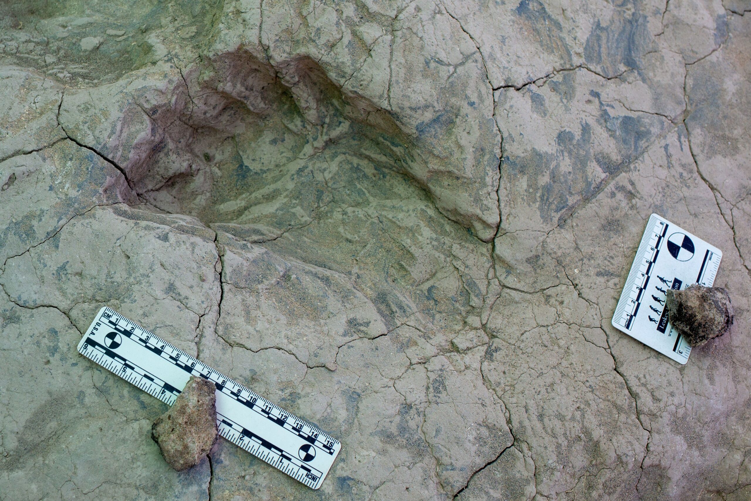 <i>Kay Behrensmeyer/Smithsonian via CNN Newsource</i><br/>The excavated track surface displays a mix of deeper hippopotamus and antelope footprints and shallower hominin tracks.