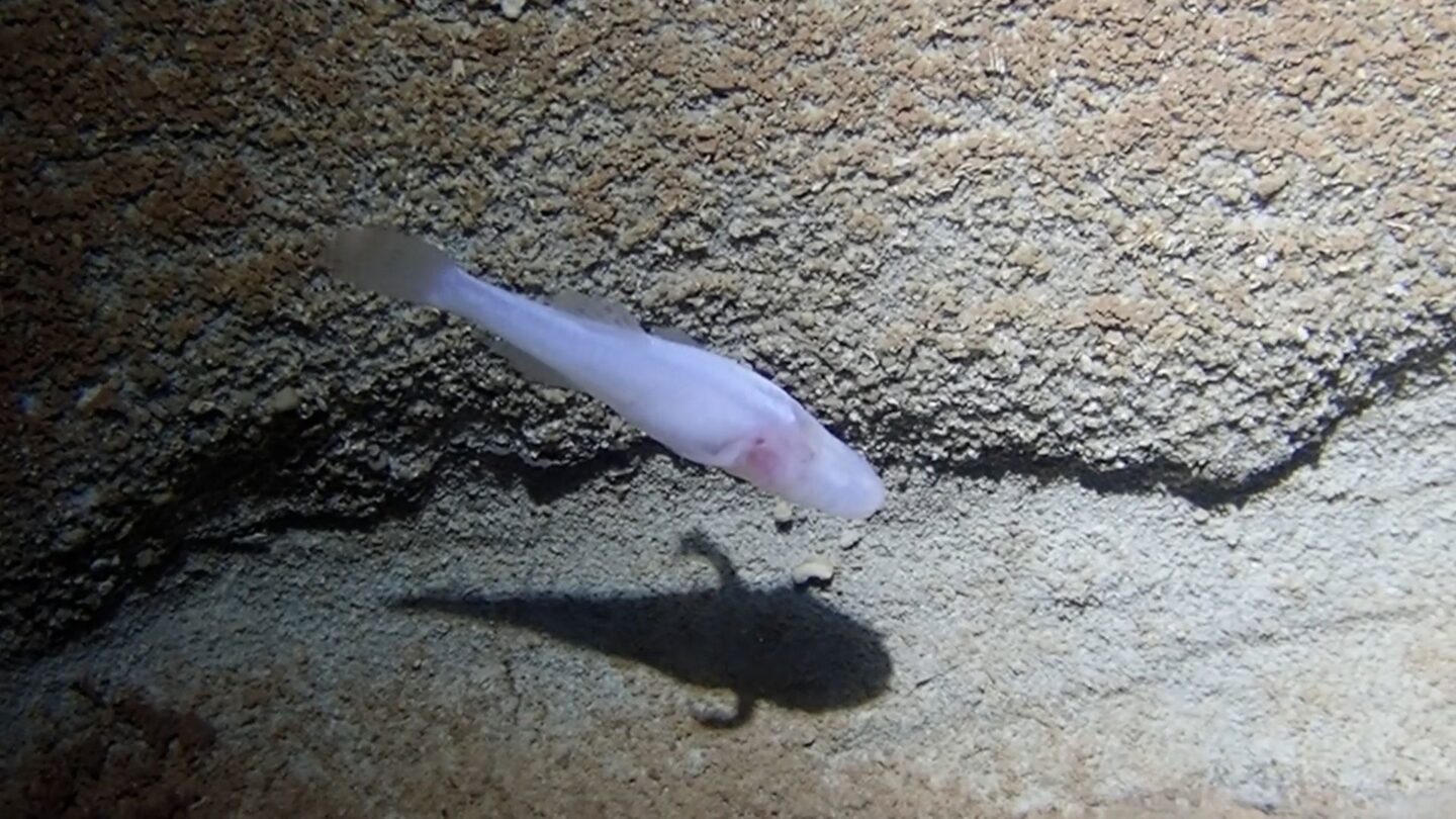 <i>Matthew L. Niemiller/Niemiller Nature LLC. via CNN Newsource</i><br/>Bobcat Cave near Huntsville is home to the endangered Alabama cave shrimp