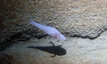 Bobcat Cave near Huntsville is home to the endangered Alabama cave shrimp