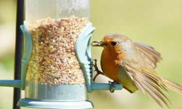 Most commonly seen birds in Missouri