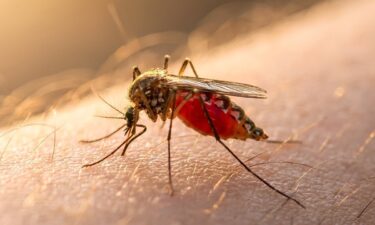 Why do mosquito bites itch? The science and how to stop it