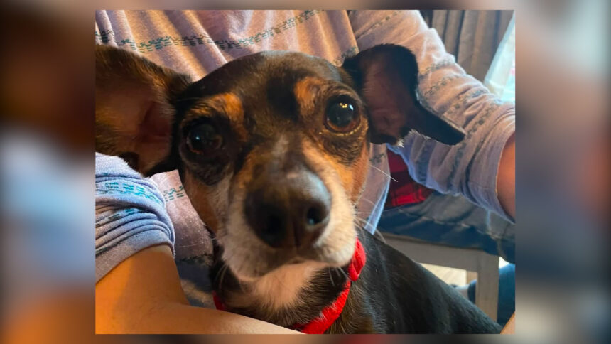 michael's dog