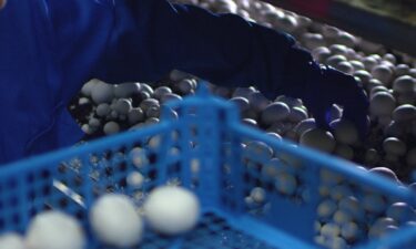 Are British Columbia mushrooms unfairly subsidized? US growers think so