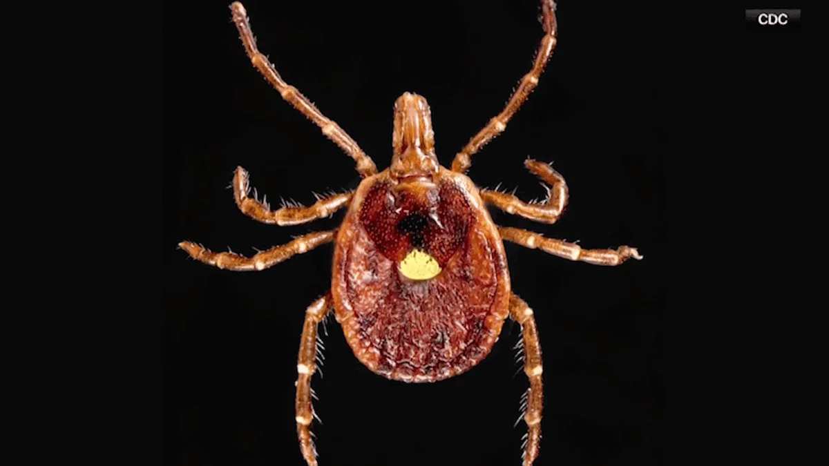 The lone star tick. The tick is prevalent in Mid-Missouri, and its bite can cause alpha-gal syndrome.