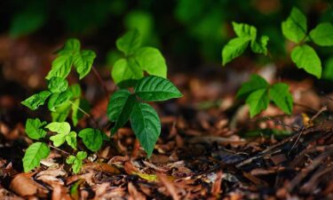 Is poison ivy contagious? What you need to know about how the rash spreads
