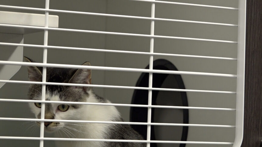 New animal shelter web