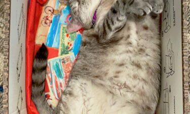 Nala takes a nap.