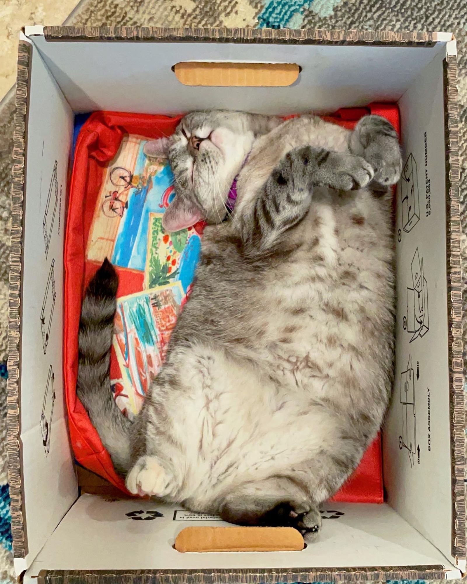 <i>Pookie via CNN Newsource</i><br/>Nala takes a nap.