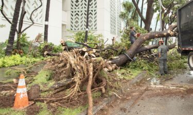 Workers by Honolulu's Hawaii Convention Center cut up a tree knocked down from rain and wind from Hurricane Lala.